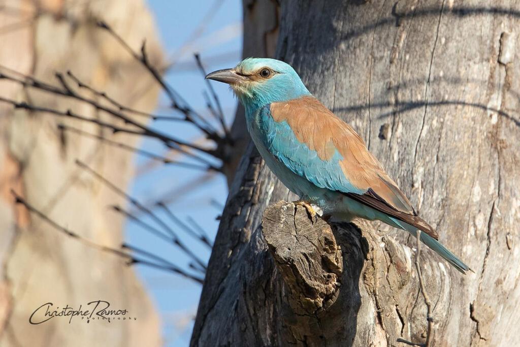 RoubiaL'Oiseau Bleu Rollier住宿加早餐旅馆 外观 照片